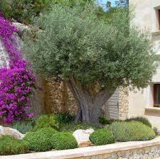 Do You Also Have The Summer In Mind With The Word Quot Mediterran Quot Mediterran Summer Mediterraner Garten Mediteraner Garten Garten