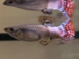 Guppy Is Pregnant How Long To Wait What Should I Do