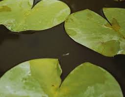 Image result for Spirodela