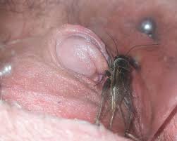 Clit Cricket | MOTHERLESS.COM ™