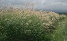 Image result for Miscanthus sinensis