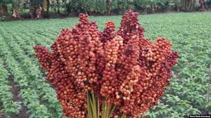 Sketsa rumah merupakan salah satu hal yang penting untuk perencanaan pembangunan sebuah hunian. Alternatif Tanaman Pangan Pokok Upaya Mewujudkan Ketahanan Pangan