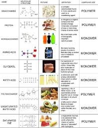 Biomolecule Worksheets Teaching Resources Teachers Pay