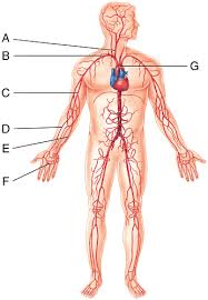 ⇒ click on the diagram to show / hide labels. The Cardiovascular System Blood Vessels And Hemodynamics Flashcards Easy Notecards