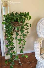 cool plant stand design ideas for indoor houseplant planten kamerplanten hangplant