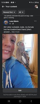 rehoming cockatiel male about a year old located Chesapeake VA