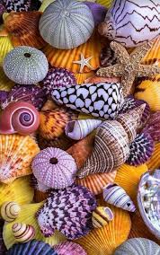 خلفيات موبايل اجمل الخلفيات للموبايل صور خلفيات موبايل بجودة عالية Hd موقع مفيد لك Sea Shells Ocean Treasures Seashell Crafts
