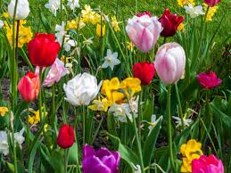 Die frühen tulpensorten blühen bei warmem wetter manchmal schon ab ende märz, aber auf der sicheren seite mit einer ersten tulpenblüte ist man normalerweise ab anfang april. Narzisse Tulpe Und Krokus Zwiebelblumen