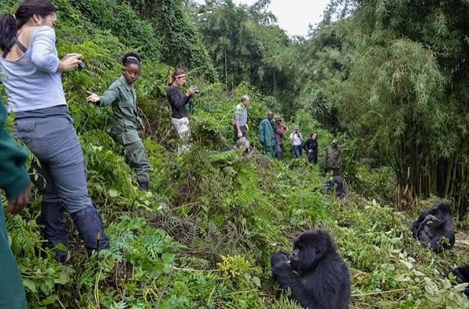 5 Days Rwanda Highlights: Gorillas and Akagera