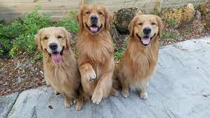 Golden retriever puppies are adorable, playful and smart. Golden Retrievers Take Over Jupiter Beach