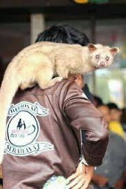 Musang Pandan Klawu Gambar