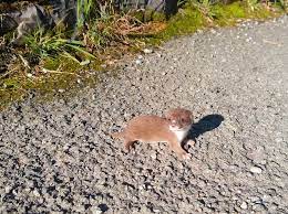 Baby animal names | table. National Trust Wales On Twitter Cute Baby Animal Alert This Baby Weasel Was Spotted Outside Ogwen Cottage Ntsnowdoniallyn With Its Mother Dry Stone Walls Are A Very Important Habitat For Weasels And Each