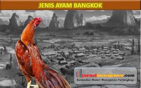 Sebelim memilih ayam bangkok yang bagus, terlebih dahulu mengerti tentang ketiga hal tersebut. Jenis Jenis Ayam Bangkok Super Beserta Gambarnya Terlengkap