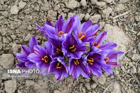 Saffron Flower Iran Saffron Flower Saffron Farmer