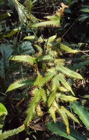 Image result for Lygodium