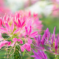 Image result for Cleome densifolia