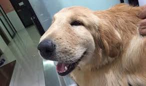 How To Tell If Your Dog Got Stung By A Bee Dogs Golden Retriever Dog Bee Sting Golden Retriever
