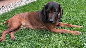 Image result for bavorský barvář