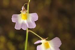 Image result for Utricularia striatula
