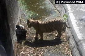 Zoechip is a free movies streaming site with zero ads. White Tiger Kills Visitor At Zoo In India The New York Times