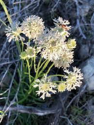 Image result for Phyllanthus caespitosus