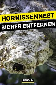 Hornissennest Entdeckt Hornissen Sicher Entfernen In 2020 Hornissen Hornisse Nestchen