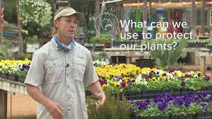 Grow radiant flowers by planting them in quality soil this spring with our flowerbed garden soil! Protect Your Plants What To Do Before A Freeze In Houston Khou Com