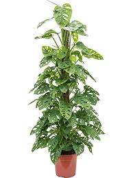 The most well known form of obliqua is the one from peru, often described as being more holes than leaf but there are forms in the obliqua complex with little to no fenestration such as the bolivian type. Buy Monstera Obliqua On Moss Pole 150 Soilculture Nieuwkoop Europe