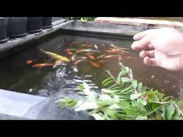 Mengobati Dan Mencegah Khv Aeromonas Dan Jamur Ikan Dgn Daun Johar Kolam Air Hujan 100 Youtube