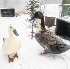 Cold Weather Tips For Winter Duck Care Fresh Eggs Daily