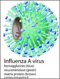 Image result for Influenza