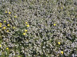 May 07, 2021 · many white flowers with yellow centers that commonly grow in lawn grass are daisies. Green Grass And Weeds With Purple Flower Petals And Yellow Flowers In Lawn Stock Photo Image Of Flora Nature 145943206