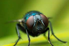 High Magnification Macro Photography On A Budget Macro Photos Macro Photography Macro Photography Tutorial