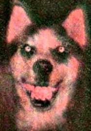 Smile Dog Coloxus Wiki Fandom He is a supernatural entity that takes the form of a demonic husky and forces people into spreading his image all over the internet, otherwise he will kill them. smile dog coloxus wiki fandom