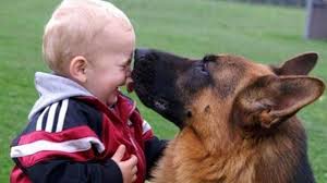 They are highly capable and very. Baby Playing With German Shepherd Dog There S Nothing Greater Than Dog And Baby Youtube