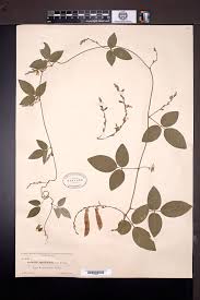 Image result for Galactia striata