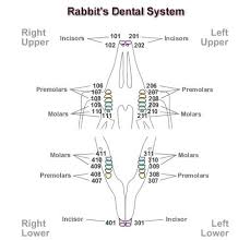 Rabbits Dental System Rabbit Teeth Layout Diagram