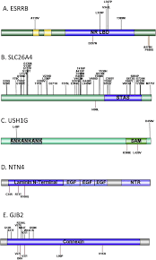 Genetic Architecture Of Meniere S Disease Sciencedirect