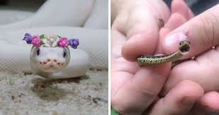 Check spelling or type a new query. 26 Adorable Snake Pics That Will Help You Conquer Your Fear Bored Panda