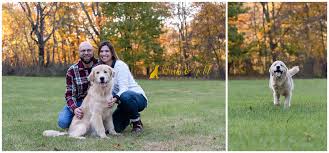 Be matched with an ethical breeder. Sweet And Silly Golden Retriever Puppy S Fall Session Mingo Creek Park Bark Gold Photography Pittsburgh Pet And Dog Photographer