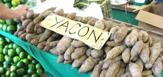 Yac&oacute;n: Jujuy impulsa un relevamiento para fortalecer un cultivo ancestral con valor productivo y cultural