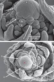 Image result for Lipocarpha