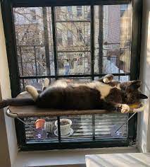 32 Things To Buy Your Cat Just Because