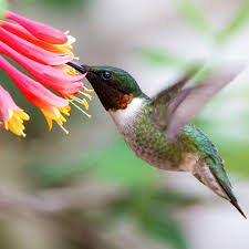 Plants that rely on hummers to pollinate them. Best Plants For Hummingbirds Weston Nurseries