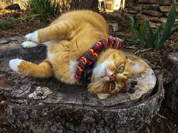 Birdsbesafe Bird Safe Cat Collar Pin On Cats