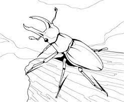 Stag Beetle Coloring Pages Ausmalbilder Hirschkafer Ausmalen