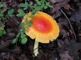 Image result for poisonous mushrooms