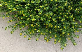 Image result for Euploca katangensis