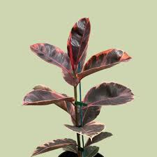 Image result for ficus elastica flower