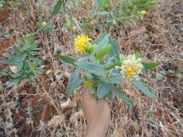 Image result for Gnidia chrysantha